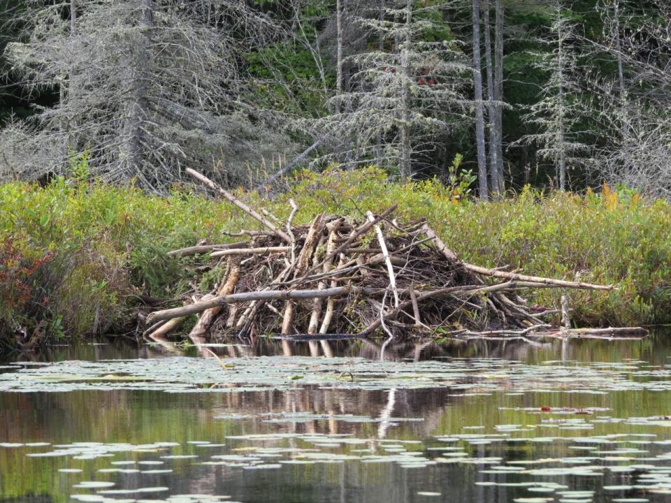 Essex Chain Lakes, beaver lodge