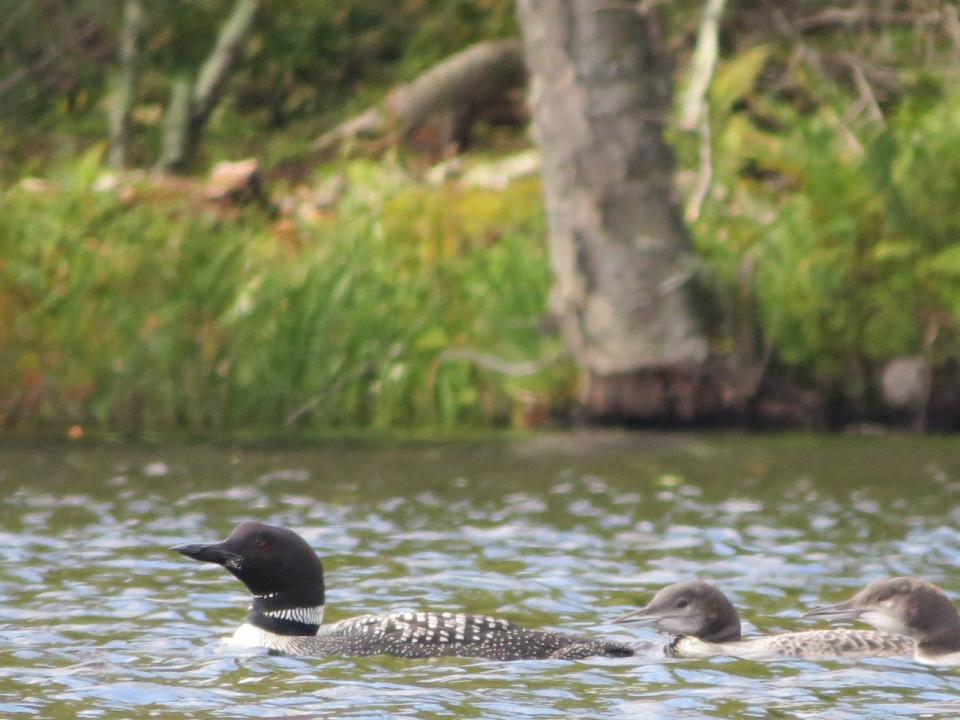 Common Loon family on Fifth Lake.