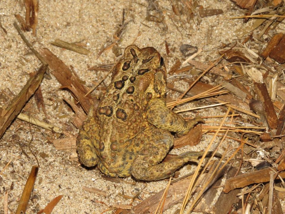 Lake Lila American Toad