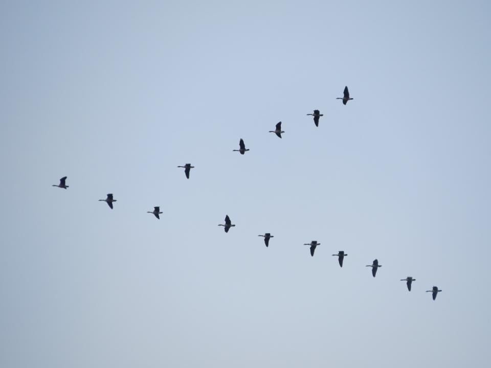 Lake Lila Canada Goose Flock