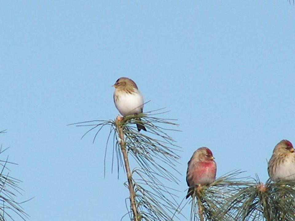 Aberrantly plumaged Common Redpoll (top)