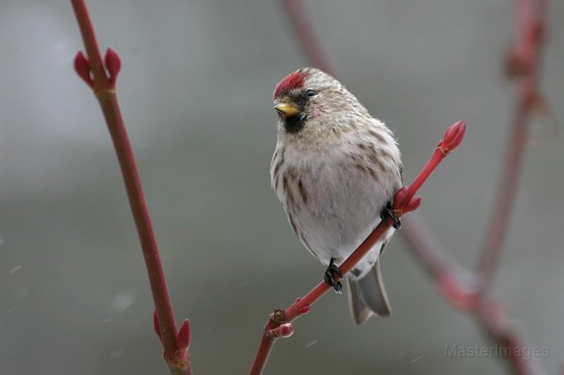 Female Common Redpoll by Larry Master