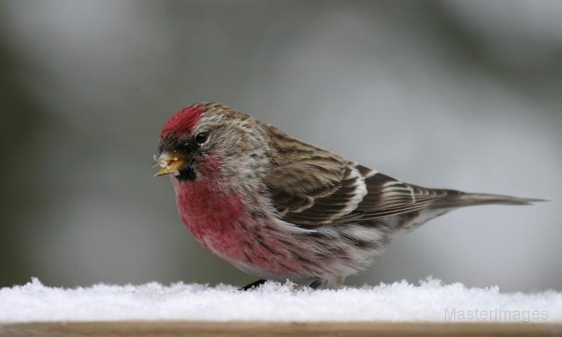 Male Common Redpoll by Larry Master
