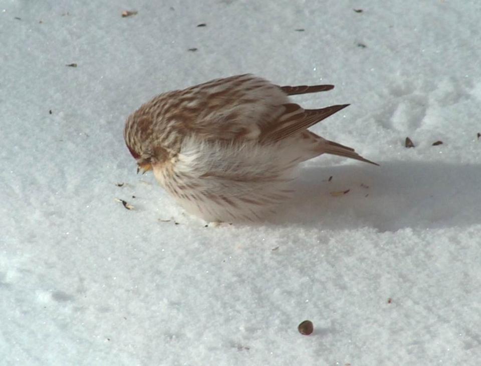 Common Redpoll at -30 degrees!