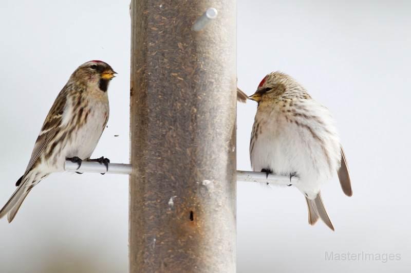 Common & Hoary Redpoll by Larry Master