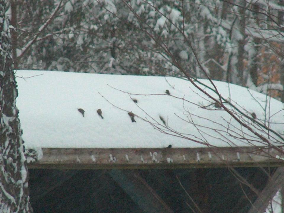 Common Redpolls snow burrowing on a lean-to roof