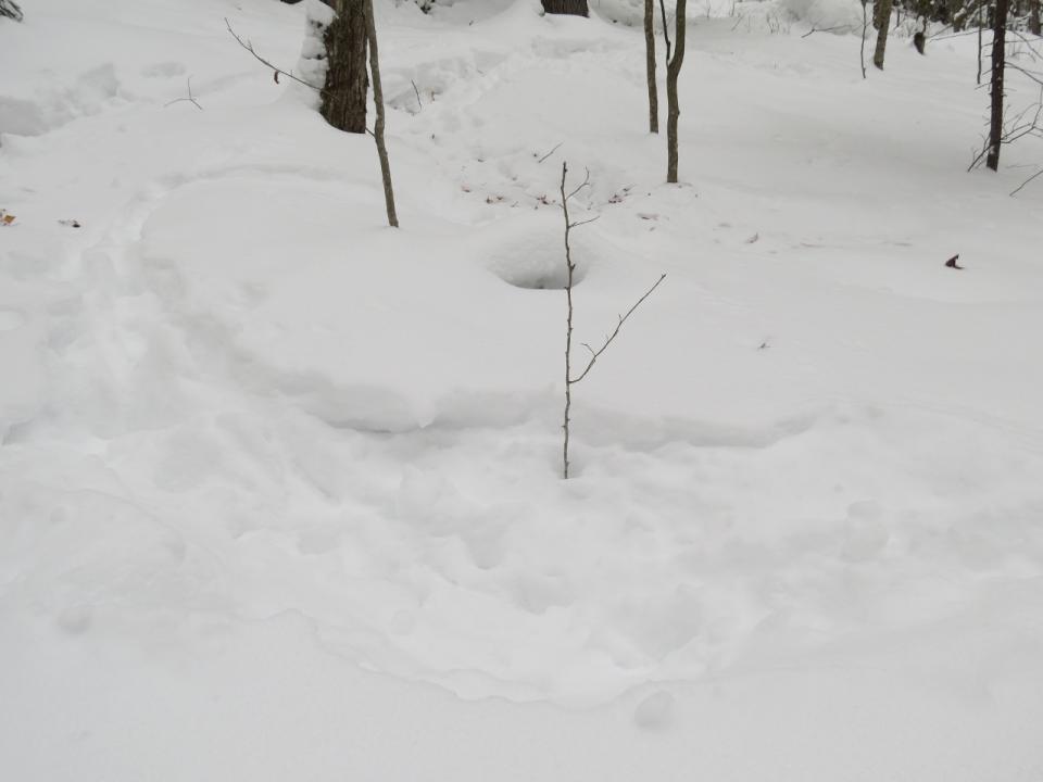 Snow depression from resting Deer