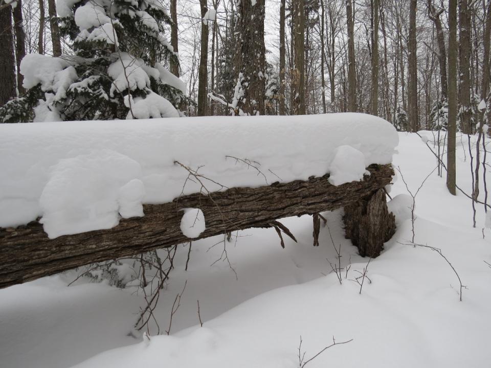 Deep snow on a downed tree