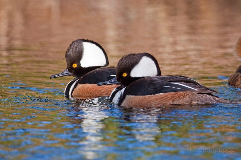Male Hooded Mergansers by Larry Master