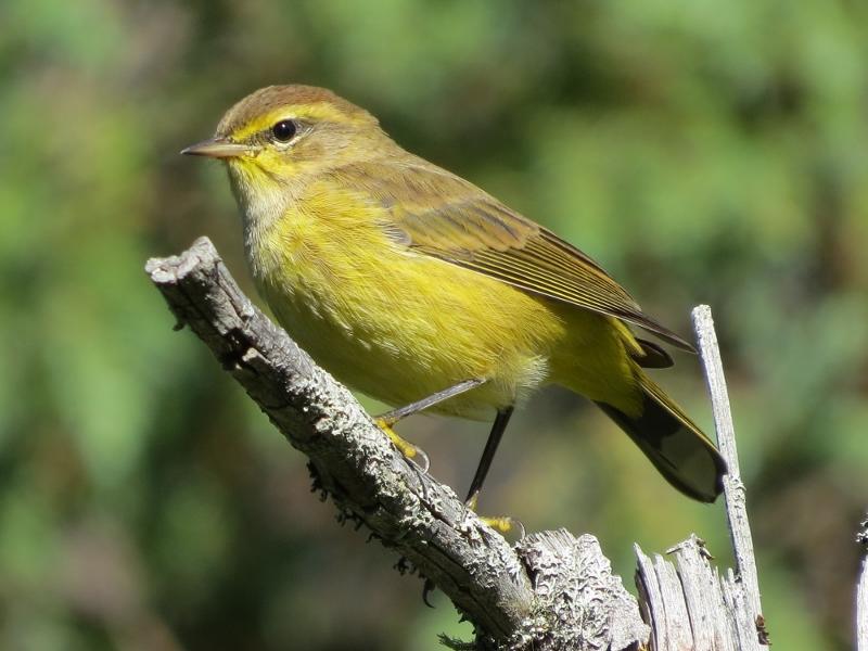 Palm Warbler by Joan Collins