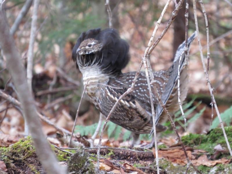 Ruffed Grouse in display by Joan Collins