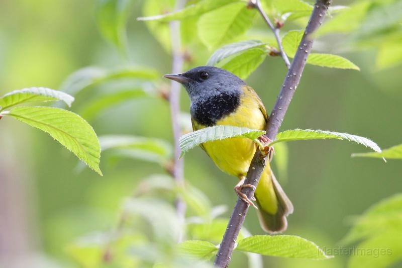 Mourning Warbler by Larry Master