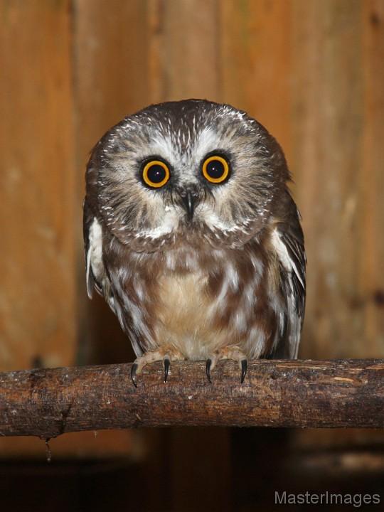 Northern Saw-whet Owl by Larry Master