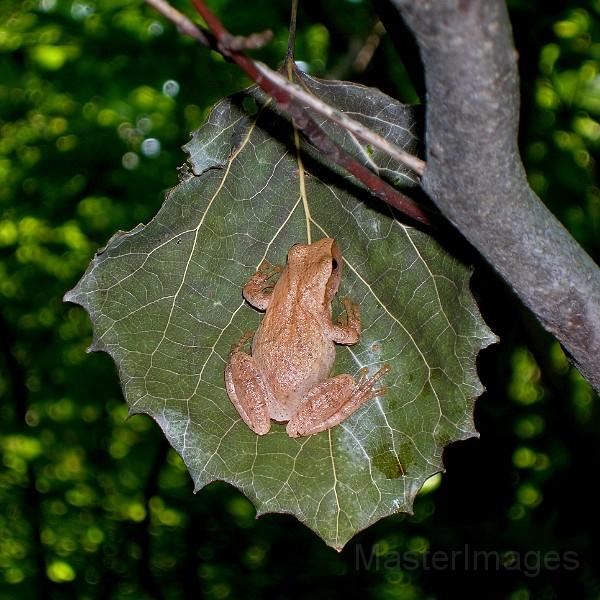 Spring Peeper by Larry Master