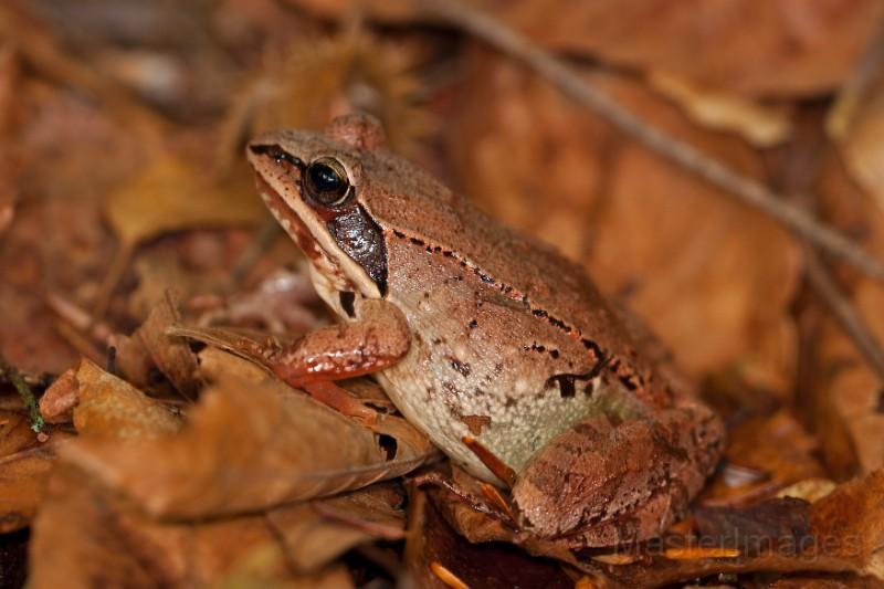 Wood Frog by Larry Master