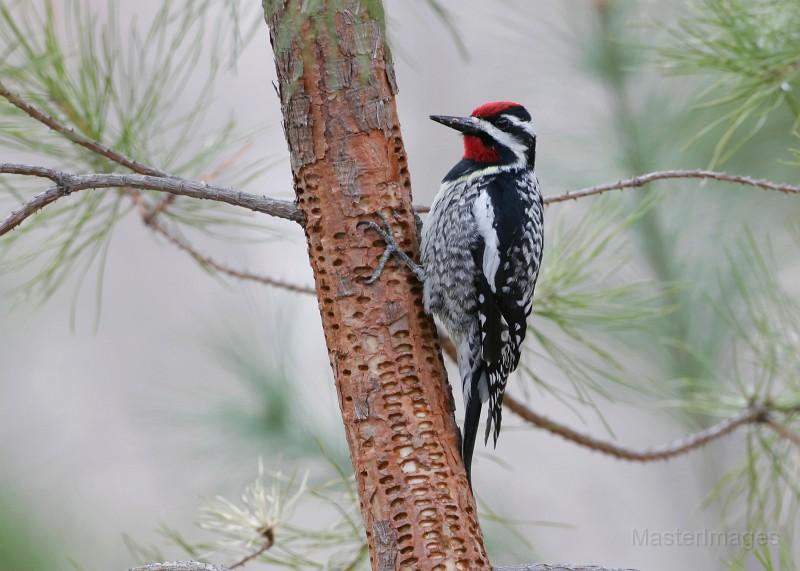Yellow-bellied Sapsucker by Larry Master