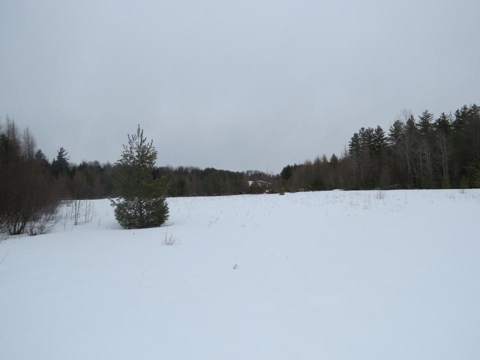 Open area along the Round Pond Road Trail
