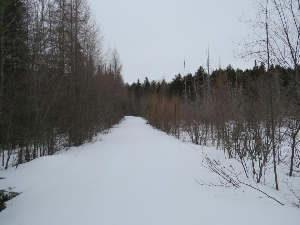 Boreal wetland along the Round Pond Road Trail
