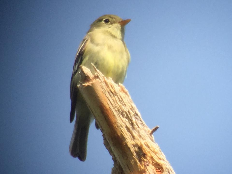 Yellow-bellied Flycatcher at Moose River Plains