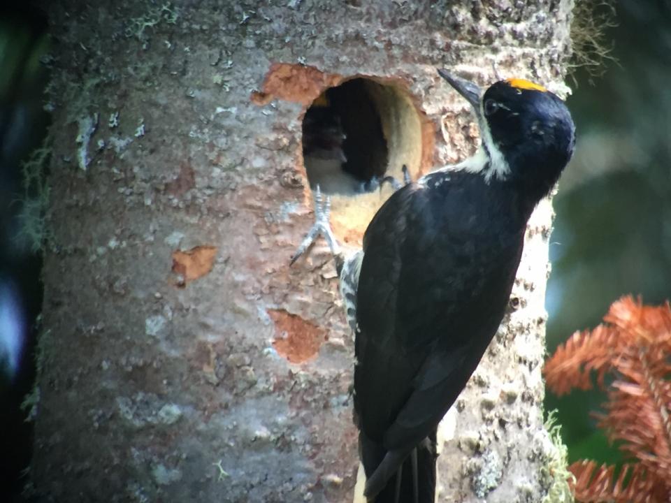 Black-backed Woodpecker nest site in Long Lake
