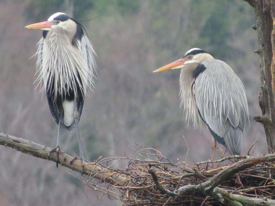 Great Blue Herons at their nest site by Sabattis Circle Road