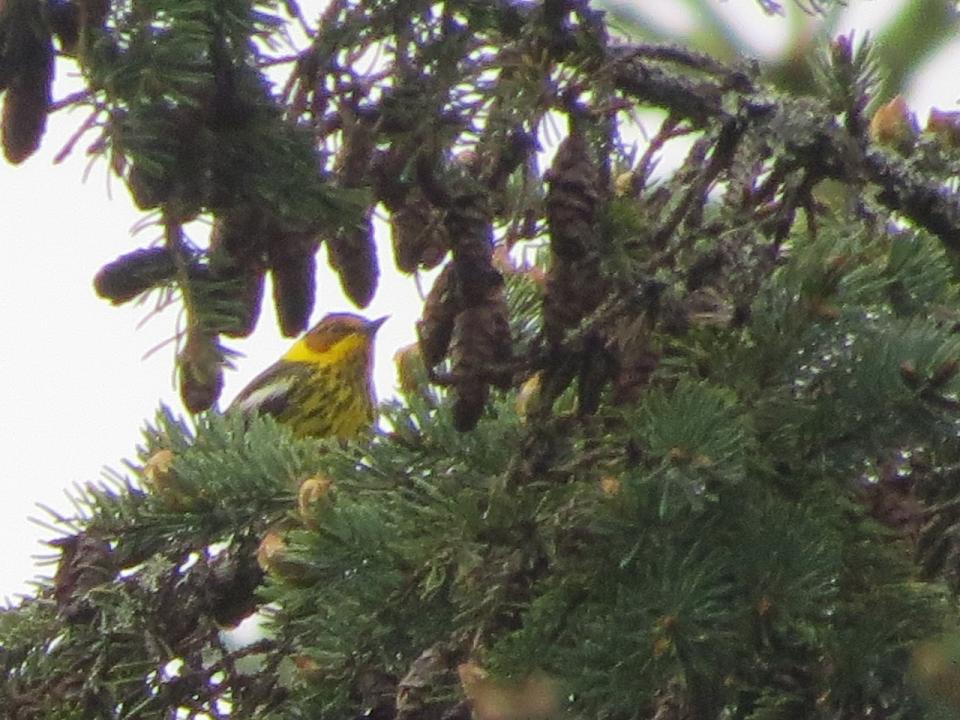 Cape May Warbler at the Roosevelt Truck Trail