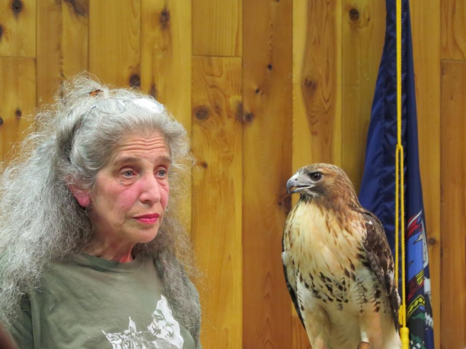 Wendy Hall with a Red-tailed Hawk