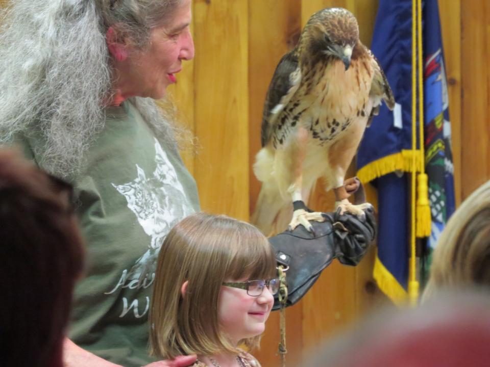 A young audience member with the Red-tailed Hawk