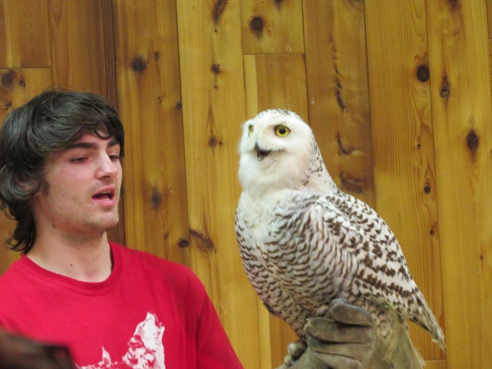 An Adirondack Wildlife Refuge volunteer holds a Snowy Owl