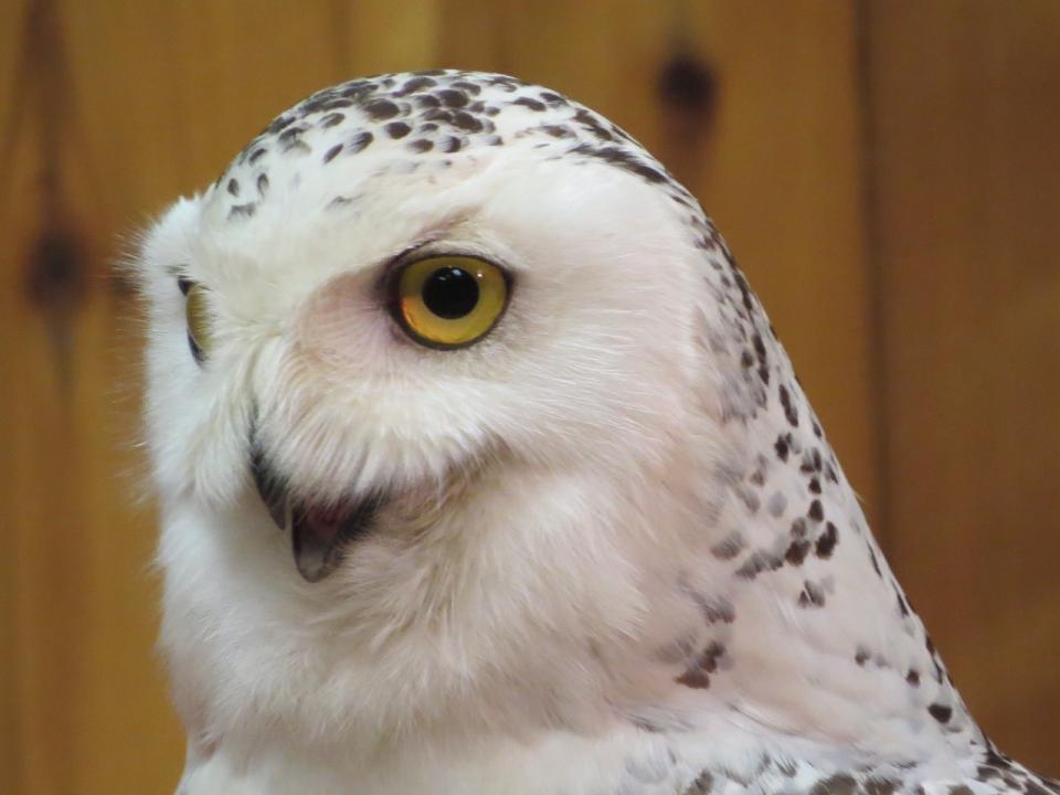 Snowy Owl that is cared for at the Adirondack Wildlife Refuge