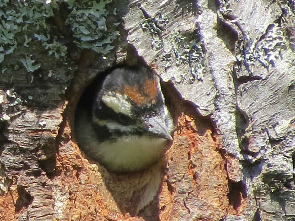 Hairy Woodpecker in its nest cavity