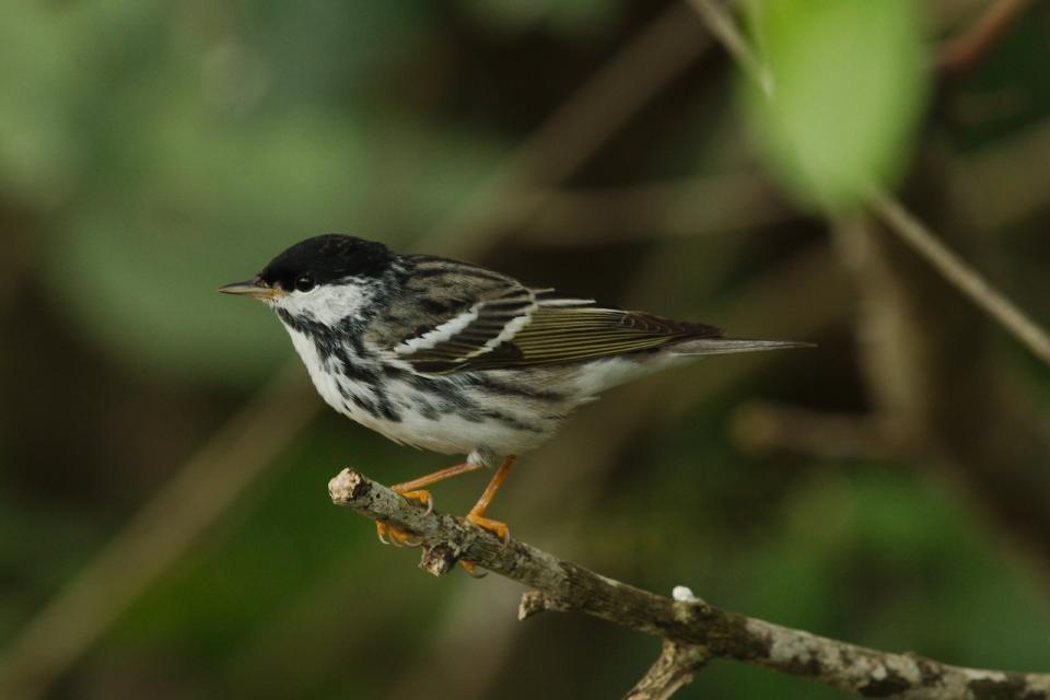 A small brown, white, and black songbird with orange legs.
