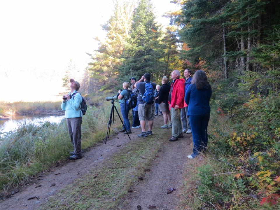 A group of people with binoculars near a marsh wetland and forest.