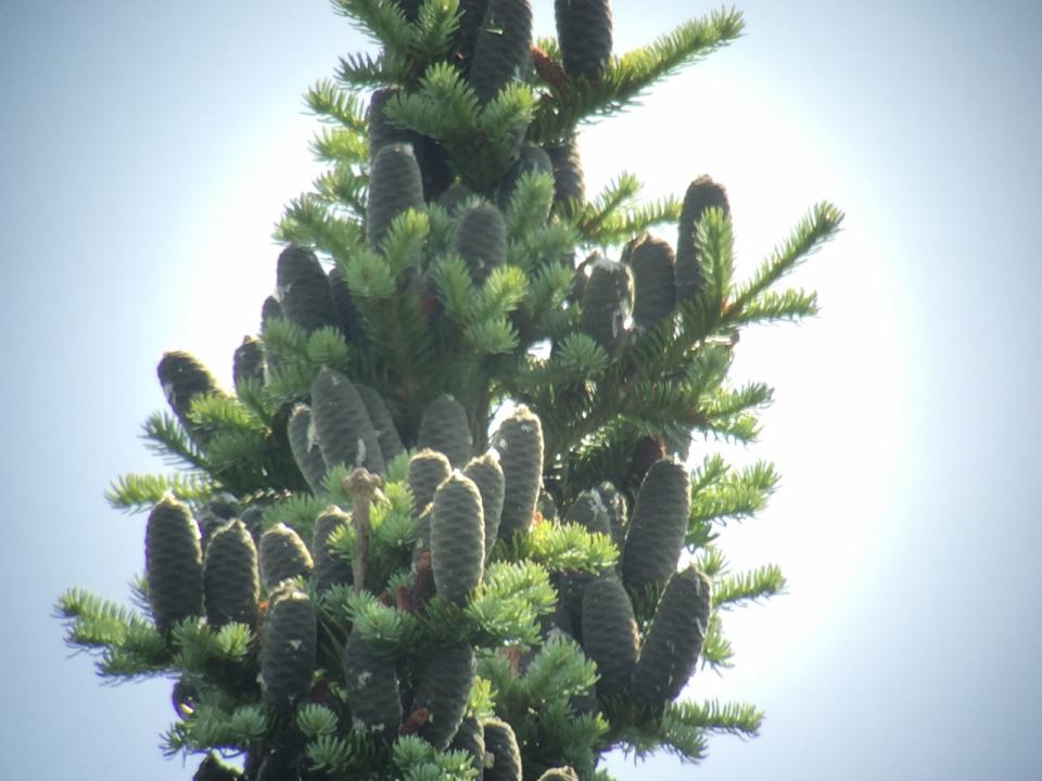 Upright pine cones on a conifer tree.