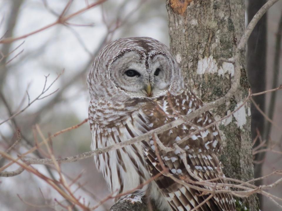 A brown and white owl in a tree.