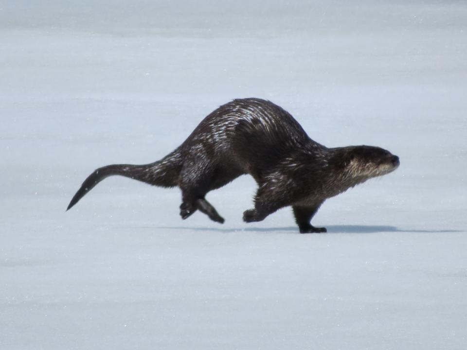 A river otter, brown and wet, running across the ice.