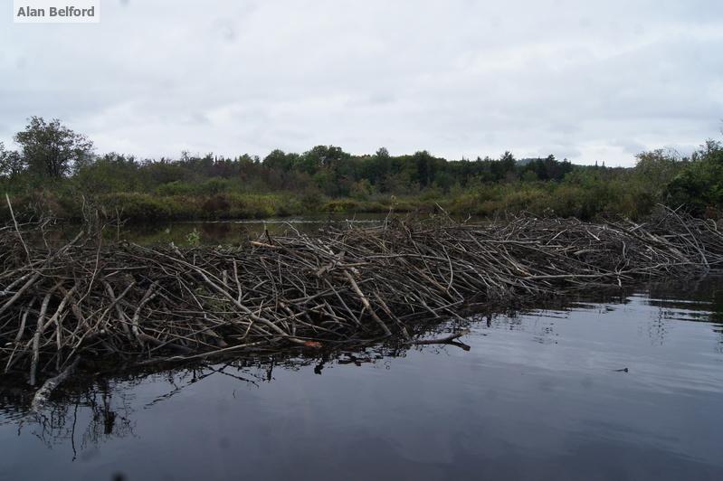 Good luck with that - Anyone paddling the Kunjamuk needs to be prepared for this impressive beaver dam.