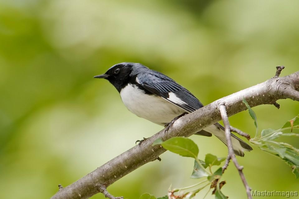 Black-throated Blue Warbler by Larry Master