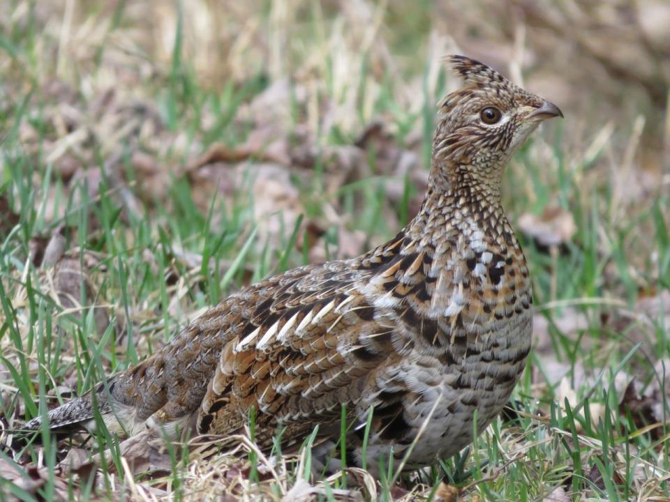 Ruffed Grouse by Joan Collins