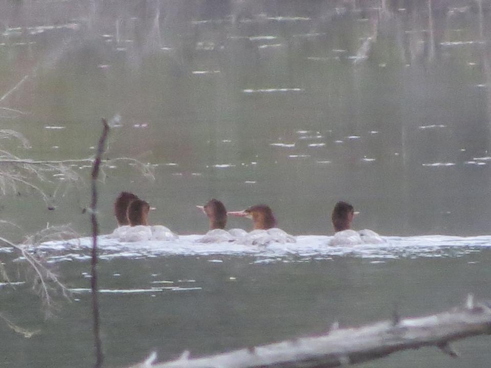 Some of the startled Common Mergansers!
