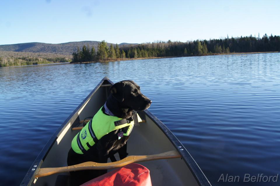 A black dog sits at the front of a canoe on the water.