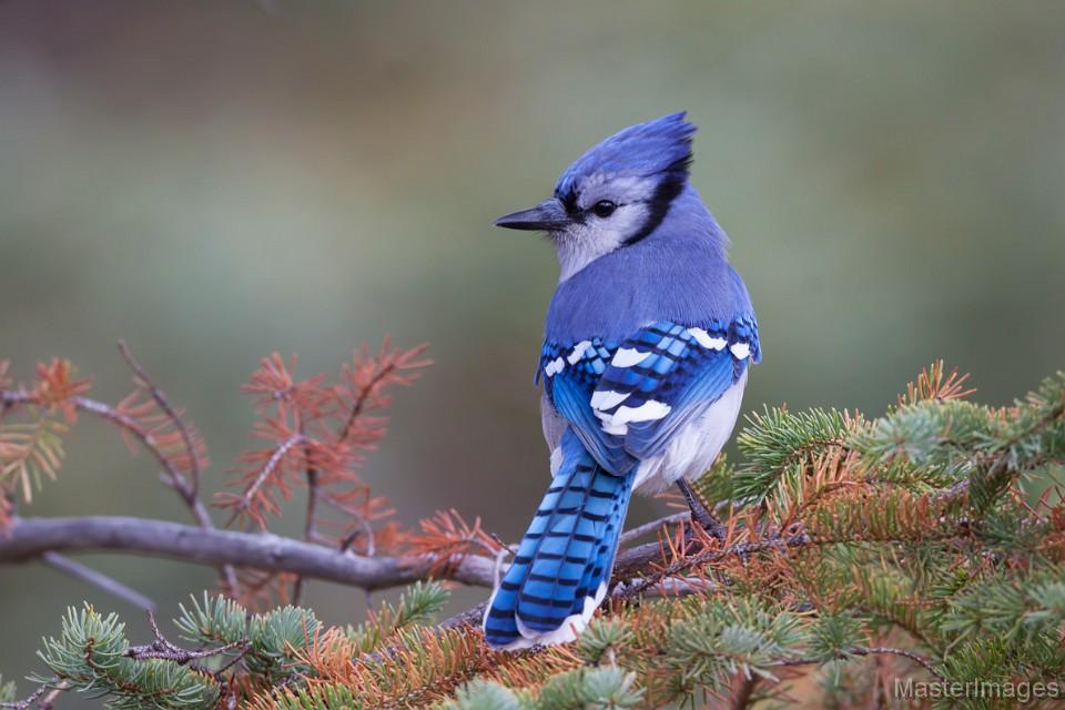 Blue Jay by Larry Master