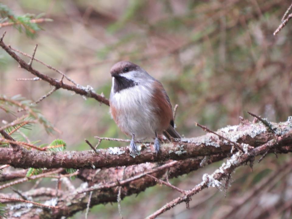 Boreal Chickadee along the Brown's Tract Ponds Trail