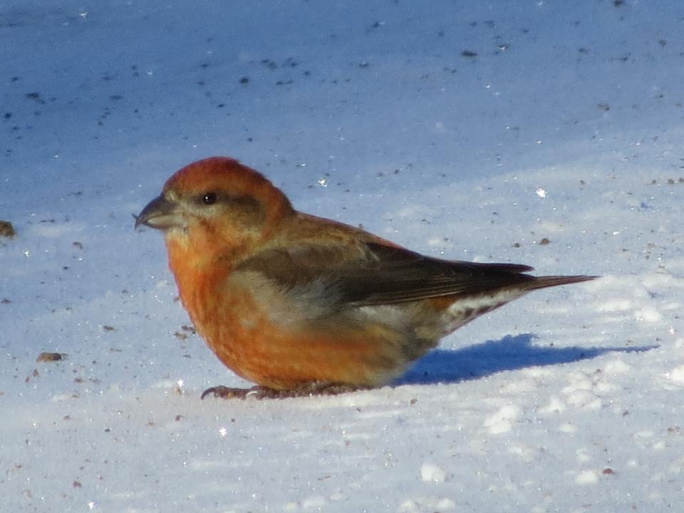 Male Red Crossbill gritting at the inlet of Little Tupper Lake