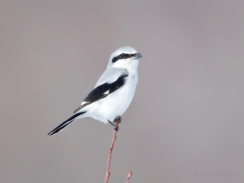 Northern Shrike by Larry Master