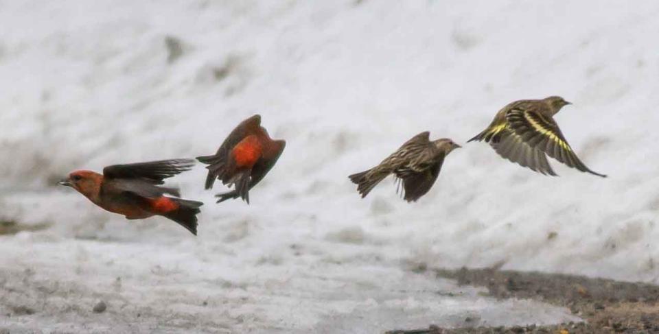 Male Red Crossbills & Pine Siskins taking flight by Rob Bate