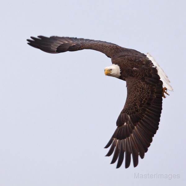 Bald Eagle by Larry Master
