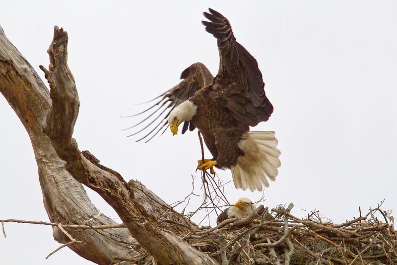 Bald Eagle at its nest by Larry Master