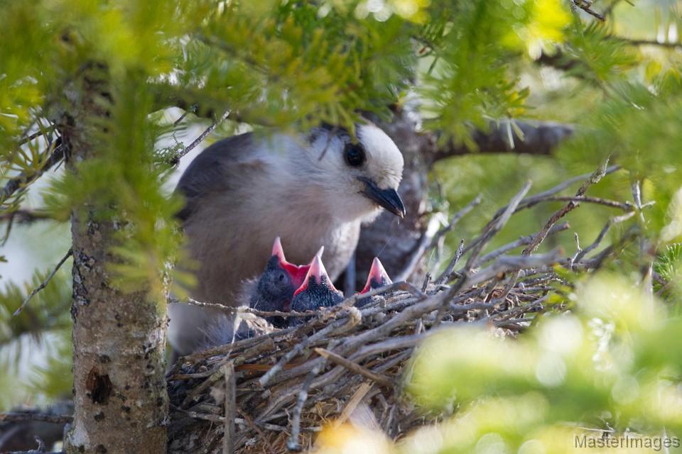 Gray Jay nest in Raquette Lake by Larry Master
