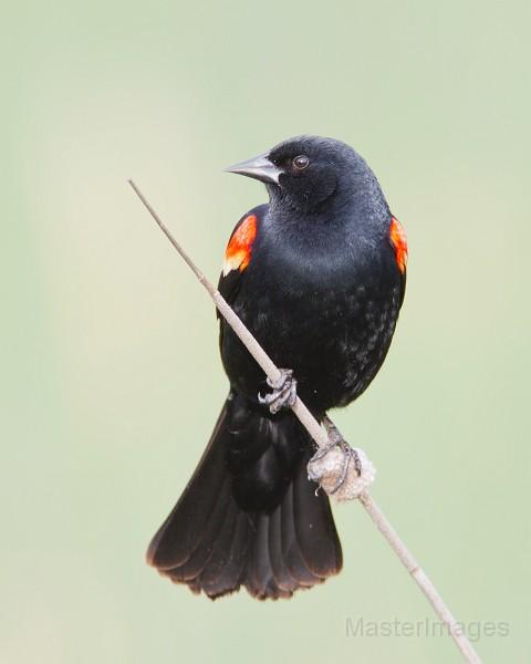 Red-winged Blackbird by Larry Master